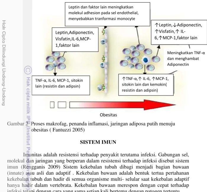 Gambar 2  Proses makrofag, penanda inflamasi, jaringan adiposa putih menuju  obesitas ( Fantuzzi 2005) 