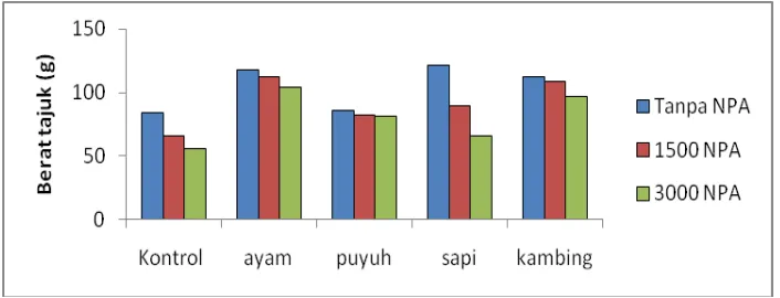 Tabel 2,   Produksi tanaman cabai pada berbagai pupuk kandang pada beberapa infestasi NPA M
