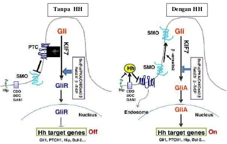 Gambar 1, model A. Secara sederhana pada gambar ini menunjukkan signaling pathway HHpada sel mamalia