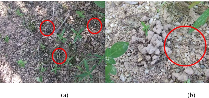 Gambar 3. (a) Pembentukan lumut (microflora) dan (b) Tinja cacing pada permukaan tanah 