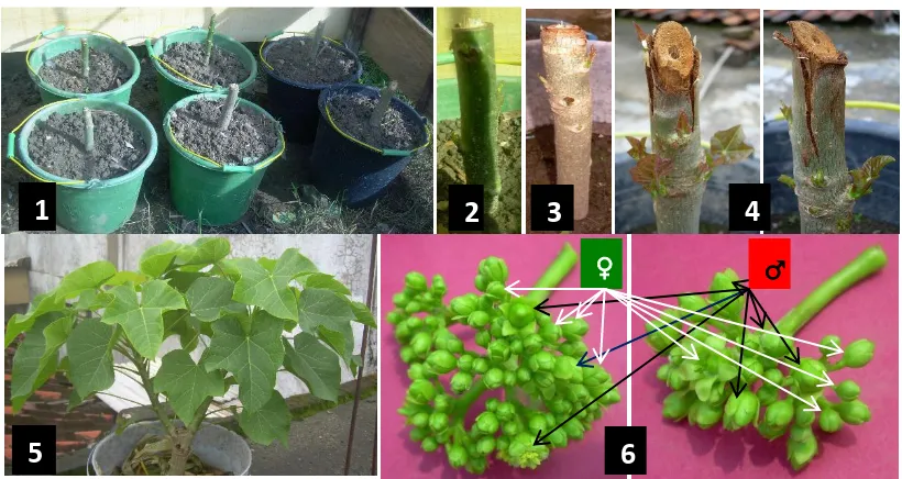 Gambar 1. Pertumbuhan dan perkembangan tanaman dan bunga jarak pagar sebagai sumber eksplan