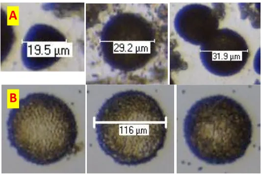 Gambar 2. Mikrospora embriogenikdan non-embriogenik setelah mendapat praperlakuan inkubasiantera atau mikrospora