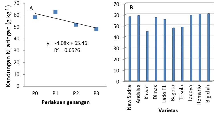 Gambar 6. N jaringan  pada berbagai perlakuan waktu genangan                                 (A) dan penggunaan varietas (B) 