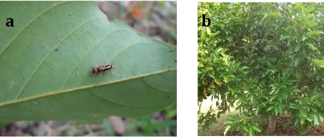 Gambar 4.  Larva Perina sp. (a) pada tanaman pulai (b) 