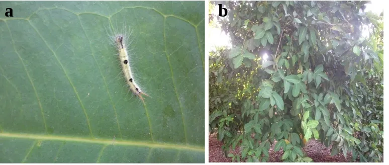 Gambar 10.   Larva Amathusia phidippus L.  (a) pada tanaman jambu air (b)
