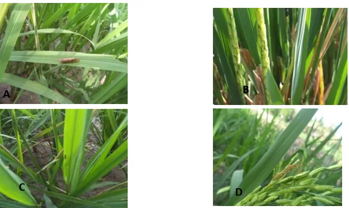 Gambar 1. Serangga hama pada padi ratun di sawah lebak Sumatera Selatan: Nilaparvata lugens (a),Nephotettix verescens (b),Racilia dorsalis (c), Leptocorisa acuta (d) 