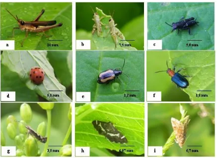 Gambar 1. Beberapa spesimen serangga fitofaga yang ditemukan pada pertanaman caisin di Soak 