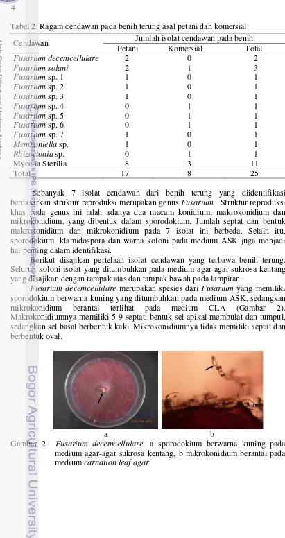 Gambar 2  Fusarium decemcellulare: a sporodokium berwarna kuning pada  