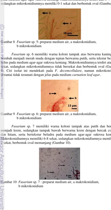 Gambar 8  Fusarium 