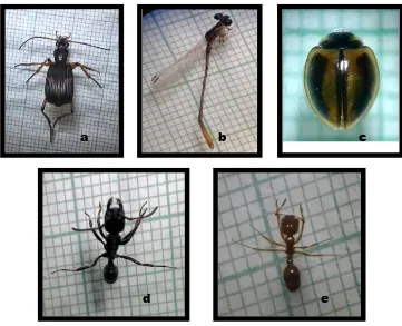 Gambar 2. Serangga predator hama padi, Pheropsophus occipitalis (a), Agriocnemis pygmaea (b), Micrapis inops (c), Polyrhachis sp