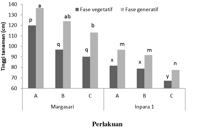 Gambar 1. Pengaruh pemupukan dan varietas terhadap tinggi tanaman padi                        di lahan rawa sulfat masam
