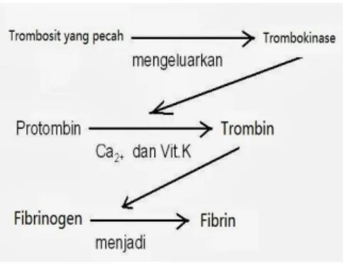 Gambar  2.2  Mekanisme  Peredaran  Darah  (Sumarwan dkk, 2007: 91) 