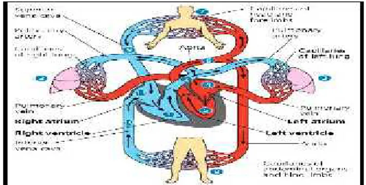 Gambar 2.6: Mekanisme Peredaran Darah Manusia 42