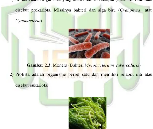 Gambar 2.3. Monera (Bakteri Mycobacterium  tubercolusis)  2) Protista  adalah  organisme  bersel  satu  dan  memiliki  selaput  inti  atau 