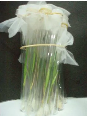 Gambar 2 Tabung reaksi berisikan tanaman padi (21 HSS) yang digunakan untuk pengamatan perkembangan imago WBC