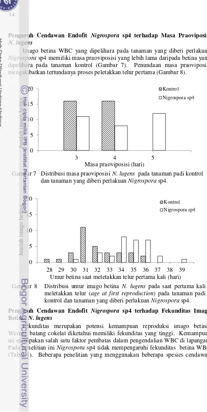 Gambar 7   Distribusi masa praoviposisi N. lugens  pada tanaman padi kontrol 