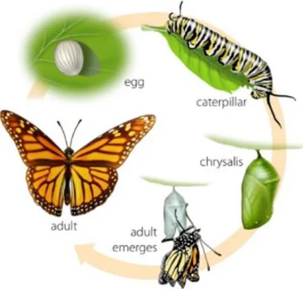 Gambar 2.1. Proses metamorfosis pada kupu-kupu  (https://www.tes.com/lessons/WNkzklpxOa4f-g/butterfly-life-cycle)