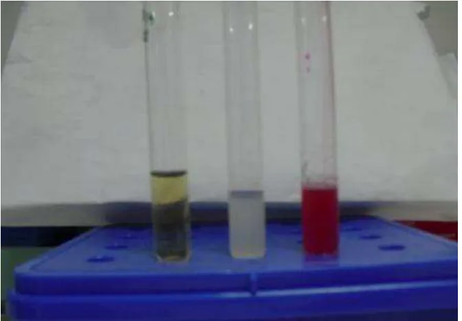 Gambar 33.  Bakteri Citrobacter diversus pada uji Methyl red (MR) Positif (+)  