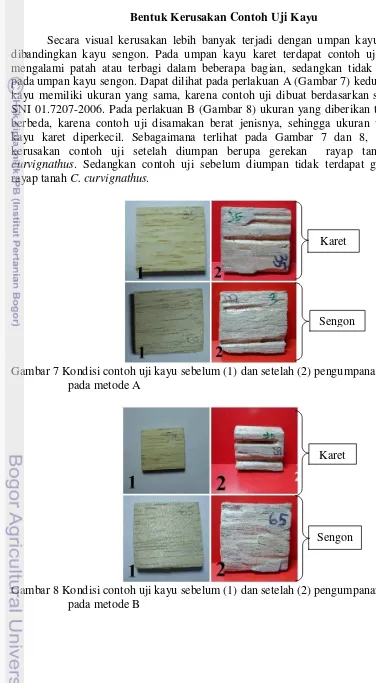 Gambar 8 Kondisi contoh uji kayu sebelum (1) dan setelah (2) pengumpanan  