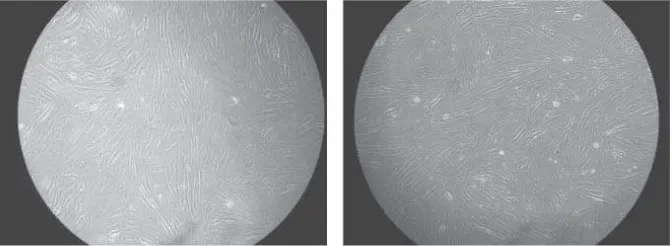 Figure 3. Cells 8 weeks after culture; left=iliac crest, right=femoral shaft. At the 8th week, spindled-shaped cells adhered to plastic were observed in both groups