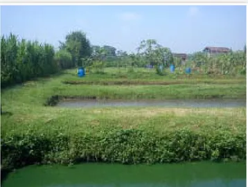 Gambar 1.   Kolam budidaya ikan lele, Clarias gariepinus di  “Kampung Lele”, Kabupaten Boyolali, Jawa Tengah