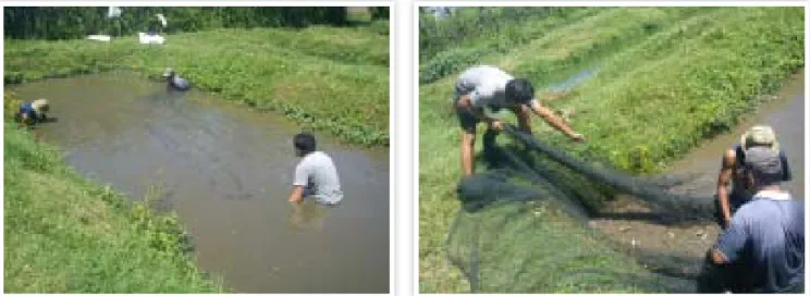 Gambar 3. Proses pemanenan ikan lele dumbo, Clarias gariepinus  pada salah satu kolam di “Kampung Lele”
