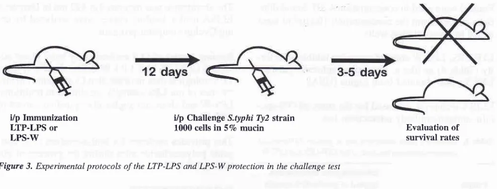 Figure 3. Experimental protocols of the LTP-LPS and LPS-W protection in the challenge test