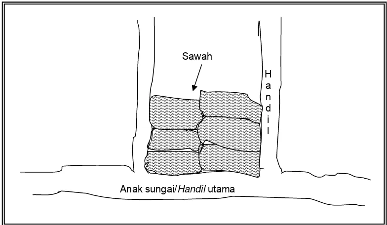 Gambar 3   Sawah yang dicetak di antara dua buah handil. 
