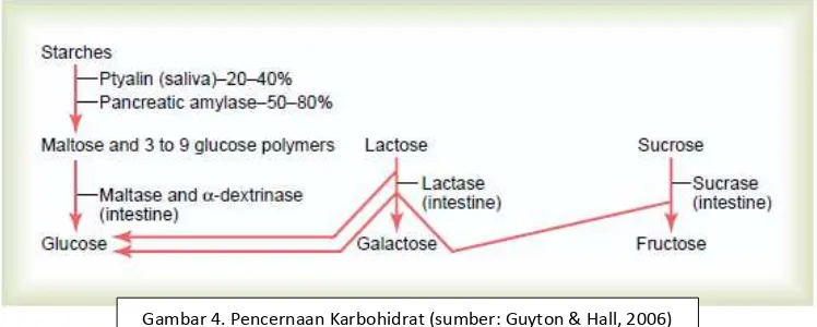 Gambar 4. Pencernaan Karbohidrat (sumber: Guyton & Hall, 2006) 