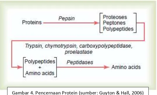 Gambar 4. Pencernaan Protein (sumber: Guyton & Hall, 2006) 