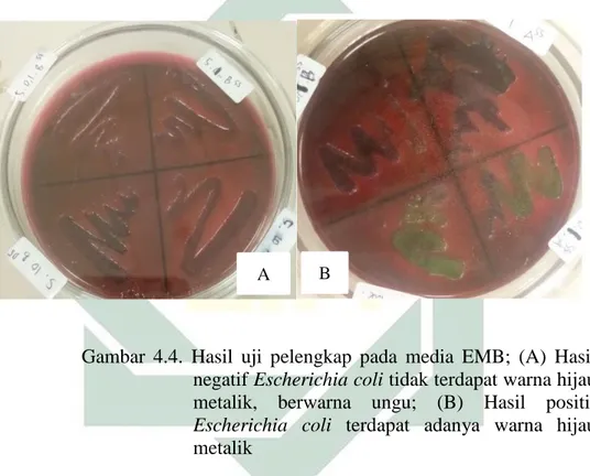 Gambar  4.4.  Hasil  uji  pelengkap  pada  media  EMB;  (A)  Hasil  negatif Escherichia coli tidak terdapat warna hijau  metalik,  berwarna  ungu;  (B)  Hasil  positif 