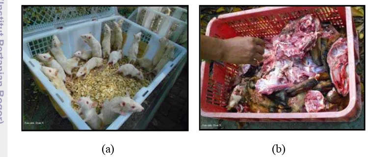 Gambar 2  Jenis pakan komodo di KBS (a) tikus putih, (b) daging kambing  