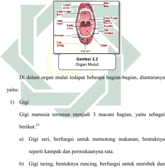 Gambar 2.2  Organ Mulut 