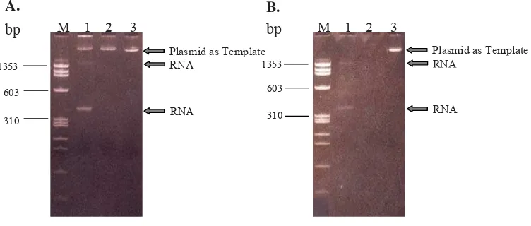 Figure 1. Scheme of partly recombinant plasmid containing insert (HI fragment). The HI fragment was inserted in SmaI restriction site