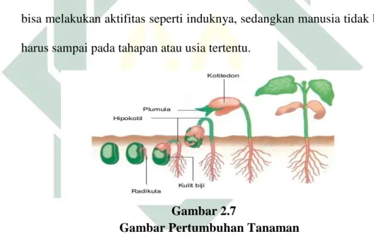 Gambar Pertumbuhan Tanaman 