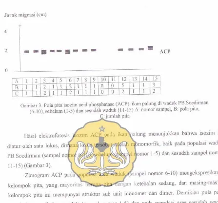 Gambar nomor sampel. B: (6_10), sete't,im pita isozim f -s; Oun acid phosphatase {ACP) ikan palung di ses'dair waduk (11-15) A: g'adgtri PB'Soedirman3