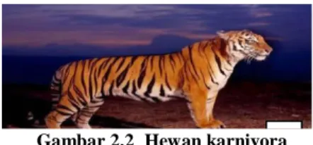 Gambar 2.2  Hewan karnivora 