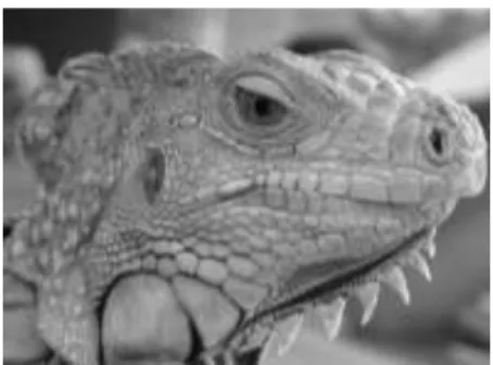 Gambar 2. 1 Foto dengan format grayscale. 