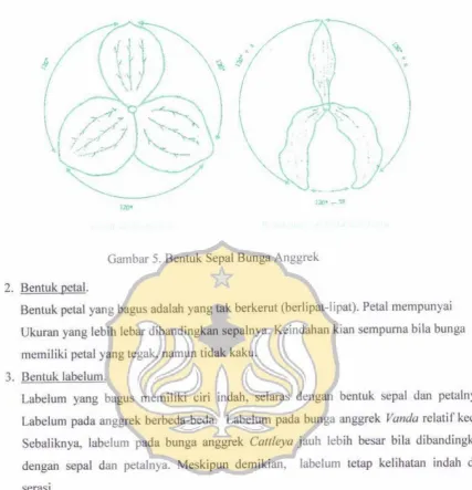 Gambar 5. Bentuk Sepal Bunga Anggrek