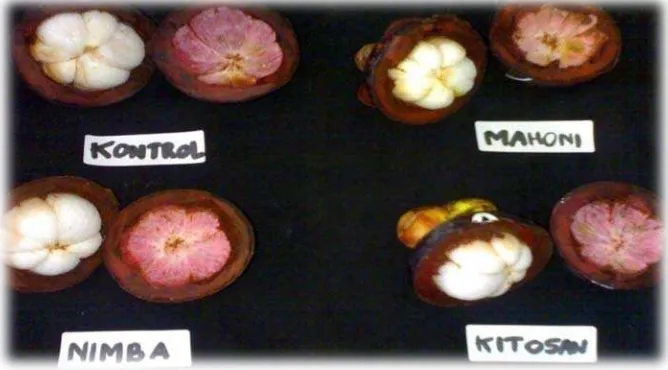 Gambar 7. Pengamatan terhadap morfologi dan warna daging buah manggis Sumber: Foto langsung  