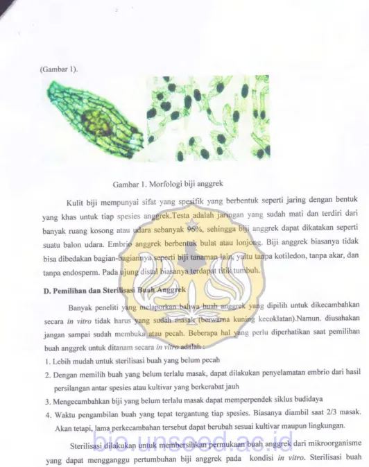 Gambar 1. Morfologi biji anggrek