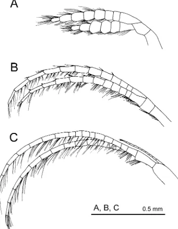 FIGURE 8. Trianguloscalpellum diota. Line drawings of A. Cirrus I, B. Cirrus II, C. Cirrus VI, showing the caudal appendage