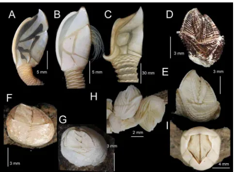 FIGURE 2. Taiwanese deep-sea barnacles (right side view on A–C, top view for D–I). A. Annandaleum japonicumbiramosum, B
