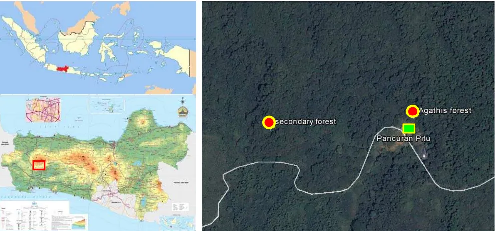 Figure 1. Study site secondary and agathis forest in southern slope of Mount Slamet, Banyumas, Central Java, Indonesia 