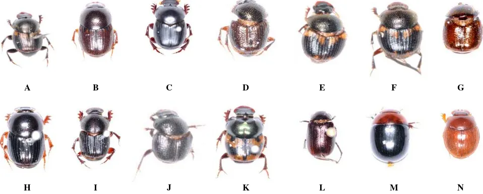 Figure 1. Species composition of dung beetle in study area on the southern slope of Mount Slamet, Central Java, Indonesia