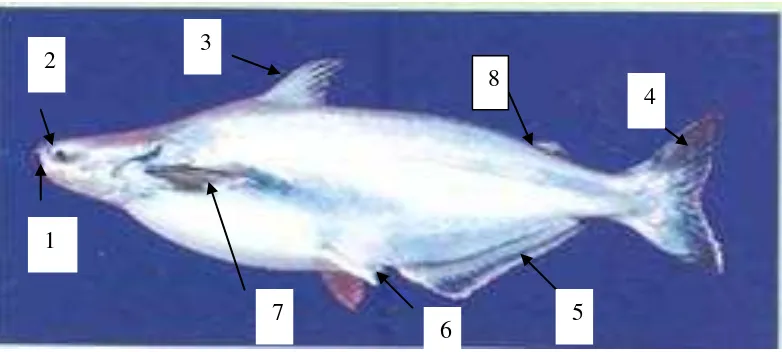 Gambar 1.  Ikan Patin 