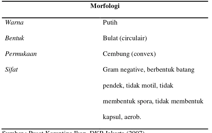 Tabel 1.  Morfologi koloni bakteri A.salmonicida adalah : 