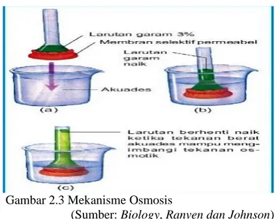 Gambar 2.3 Mekanisme Osmosis