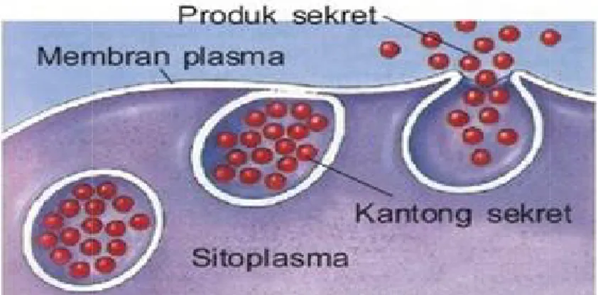 Gambar 2.6 Mekanisme Pinositis