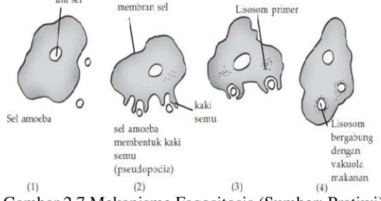 Gambar 2.7 Mekanisme Fagositosis (Sumber: Pratiwi) 2) Eksositosis